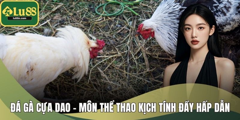Đá Gà Cựa Dao